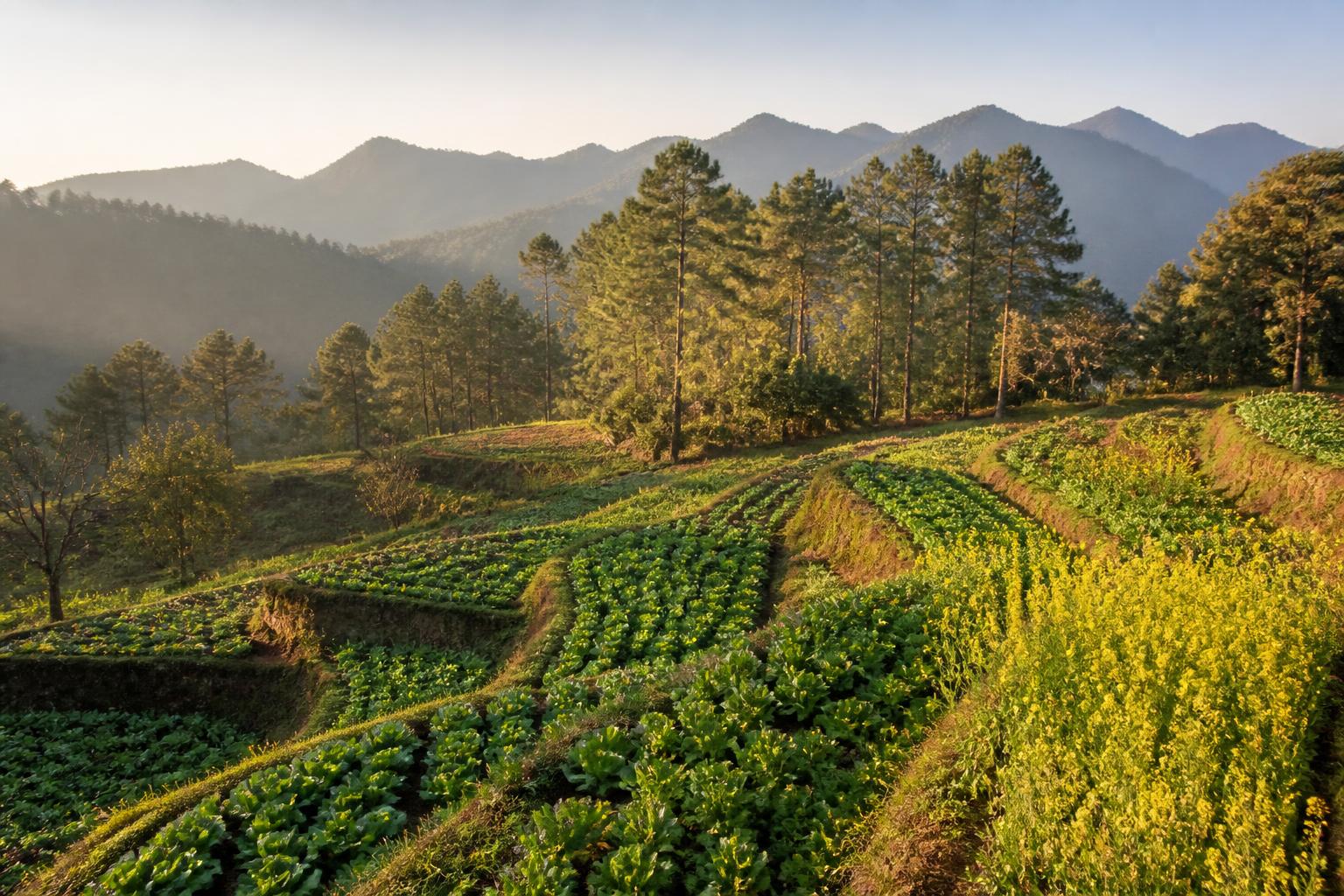 Organic terraced farm in the Kumaon hills